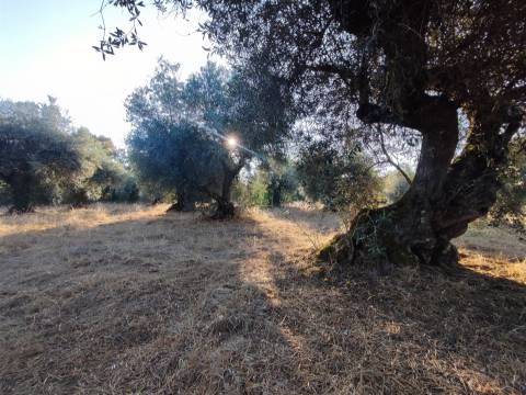 Terreno rústico em Penamacor