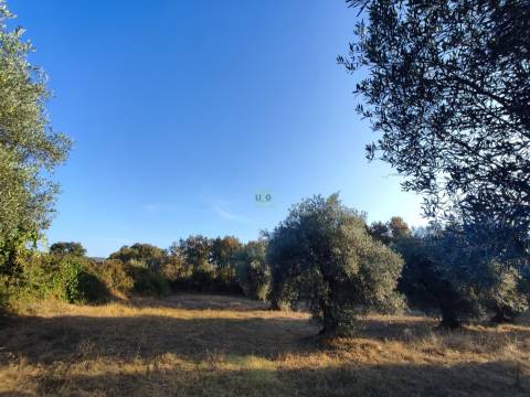Terreno rústico em Penamacor