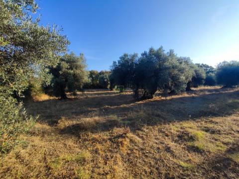 Terreno rústico em Penamacor