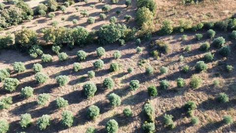 Terreno rústico em Penamacor