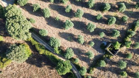 Terreno rústico em Penamacor