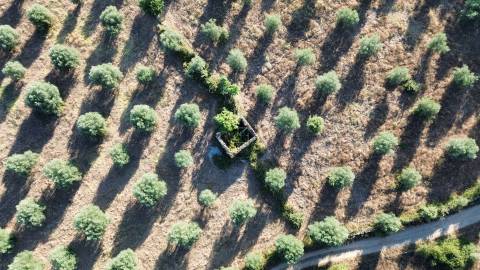 Terreno rústico em Penamacor
