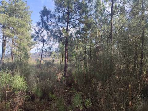 Terreno Rústico em Casteleiro