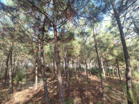 Terreno Rústico em Casteleiro