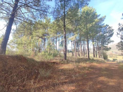 Terreno Rústico em Casteleiro