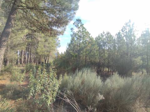 Terreno Rústico em Casteleiro