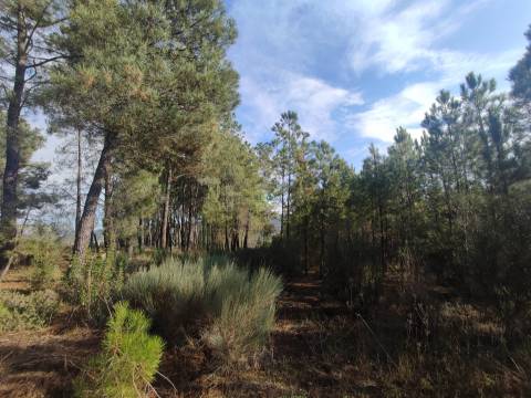 Terreno Rústico em Casteleiro
