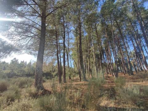 Terreno Rústico em Casteleiro