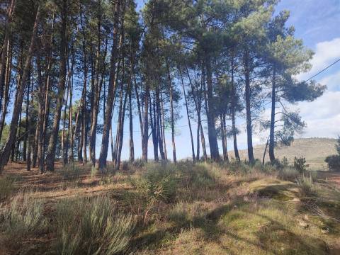 Terreno Rústico em Casteleiro