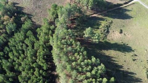 Terreno Rústico em Casteleiro