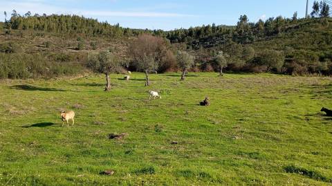 Quinta com contrução rural no Fratel!