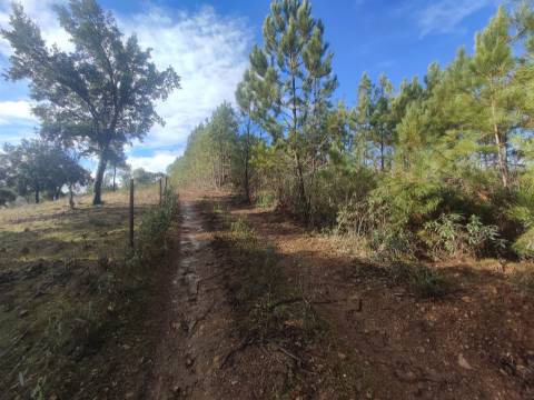 Terreno rústico em Aranhas, Penamacor