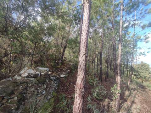 Terreno rústico em Aranhas, Penamacor