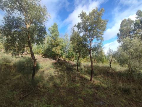 Terreno rústico em Aranhas, Penamacor