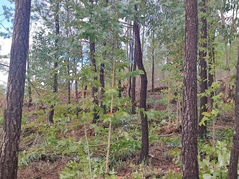 Terreno rústico em Aranhas, Penamacor