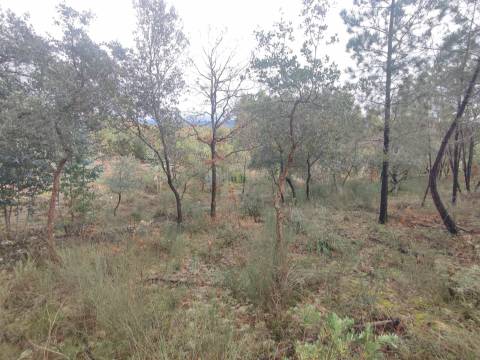 Terreno rústico em Aranhas, Penamacor