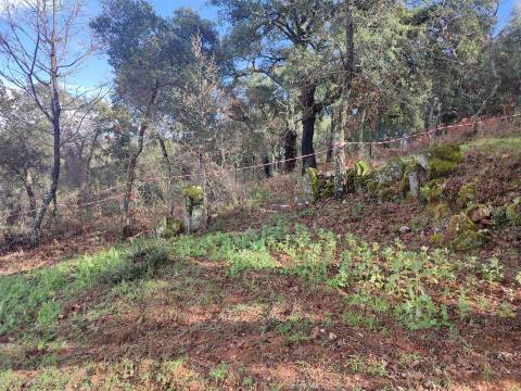 Terreno para horta em Monsanto
