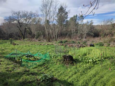 Terreno para horta em Monsanto
