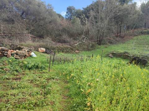 Terreno para horta em Monsanto