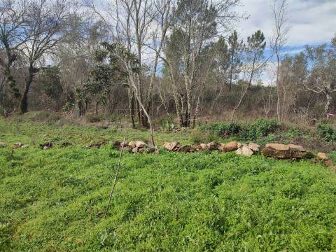 Terreno para horta em Monsanto