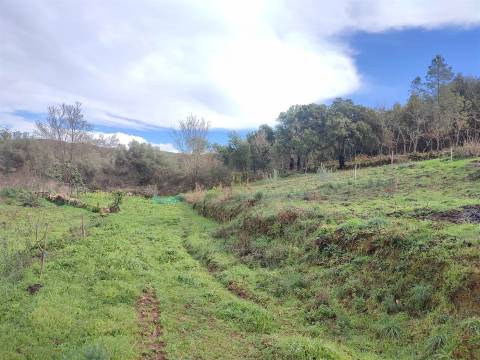 Terreno para horta em Monsanto