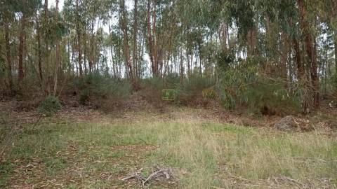 Terreno Rústico  Venda em Cebolais de Cima e Retaxo,Castelo Branco