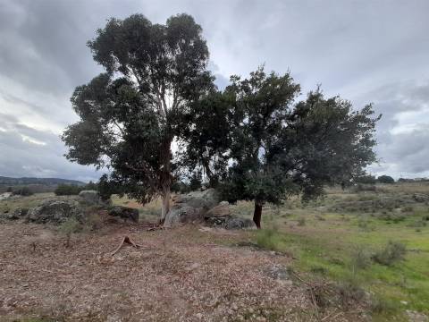 Quinta  Venda em Póvoa de Rio de Moinhos e Cafede,Castelo Branco