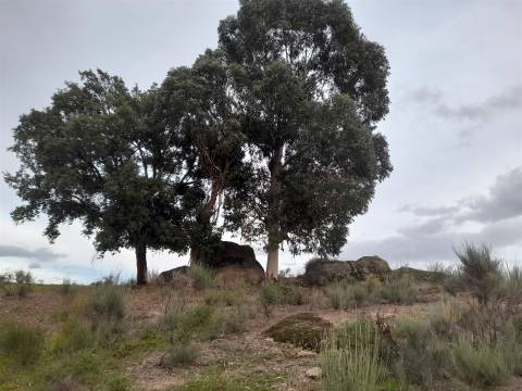 Quinta  Venda em Póvoa de Rio de Moinhos e Cafede,Castelo Branco