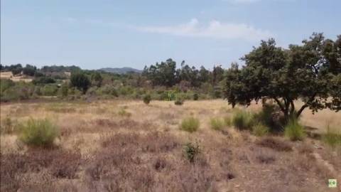 Quinta 1.25 ha Penamacor