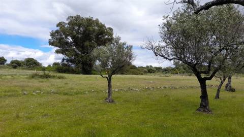 Quinta com 5200m2 nas Quintas da Torre, Fundão - Portugal