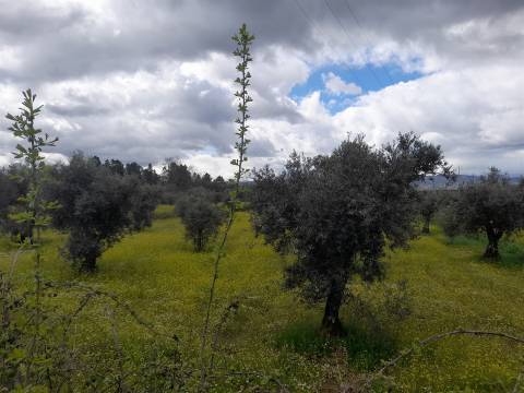 Herdade com 13ha em Peraboa, Covilhã