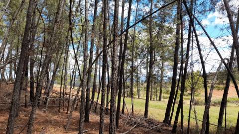 Quinta  com 2,14Ha em Quintas da Torre, Fundão - Portugal