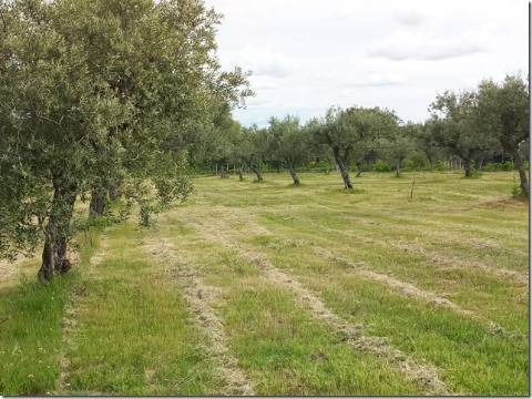 Quinta com cerca de 5ha para investimento com possibilidade de Construção, em São Vicente da Beira