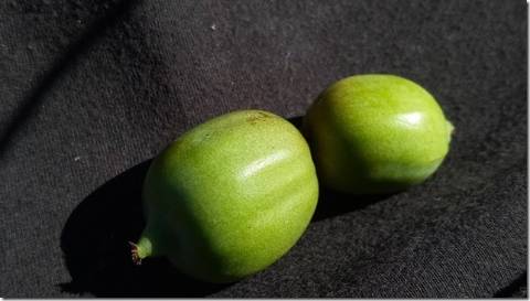 Quinta com cerca de 5ha para investimento com possibilidade de Construção, em São Vicente da Beira