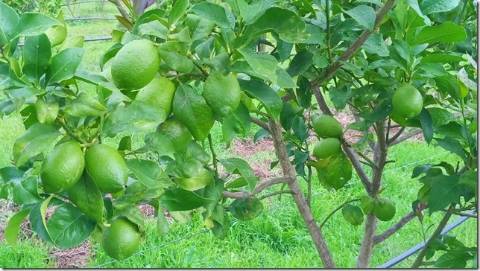 Quinta com cerca de 5ha para investimento com possibilidade de Construção, em São Vicente da Beira