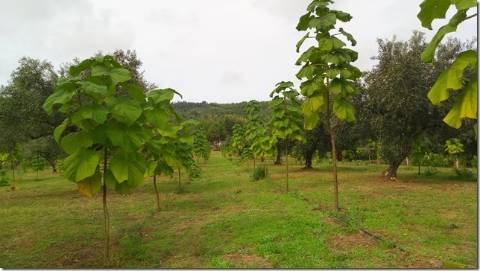 Quinta com cerca de 5ha para investimento com possibilidade de Construção, em São Vicente da Beira