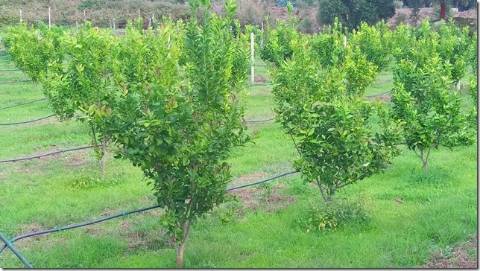 Quinta com cerca de 5ha para investimento com possibilidade de Construção, em São Vicente da Beira