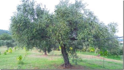 Quinta com cerca de 5ha para investimento com possibilidade de Construção, em São Vicente da Beira