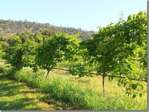 Quinta com cerca de 5ha para investimento com possibilidade de Construção, em São Vicente da Beira