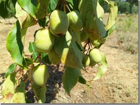 Quinta com cerca de 5ha para investimento com possibilidade de Construção, em São Vicente da Beira