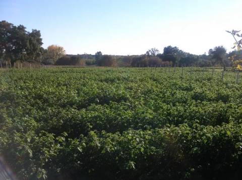 Quinta com cerca de 5ha para investimento com possibilidade de Construção, em São Vicente da Beira