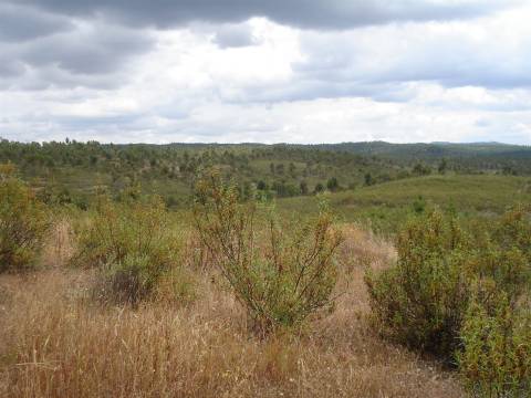Herdade - Construção Rural 84m2 - Florestal - 93ha - Ninho do Açor