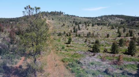 Herdade - Construção Rural 84m2 - Florestal - 93ha - Ninho do Açor