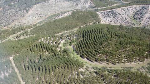 Herdade - Construção Rural 84m2 - Florestal - 93ha - Ninho do Açor