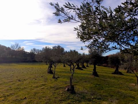 Quinta  Venda em Penha Garcia,Idanha-a-Nova