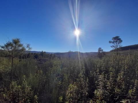 Quinta com aptidão Florestal na Capinha - Fundão