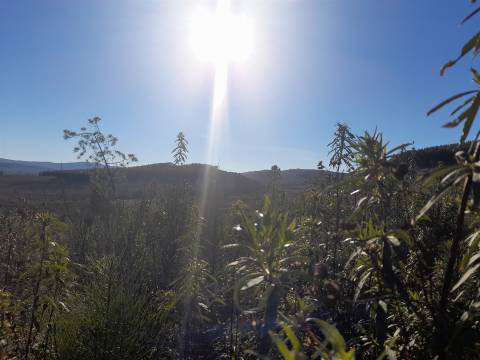Quinta com aptidão Florestal na Capinha - Fundão