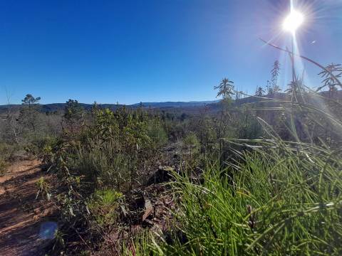 Quinta com aptidão Florestal na Capinha - Fundão