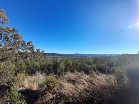 Quinta com aptidão Florestal na Capinha - Fundão