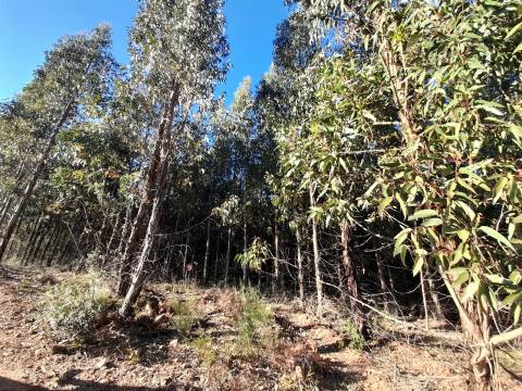 Quinta com aptidão Florestal na Capinha - Fundão